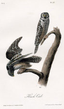 Hawk Owl