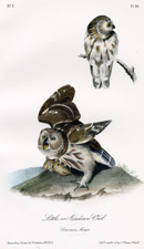 Little or Acadian Owl