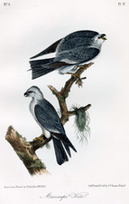 Mississippi Kite