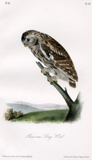 Passerine Day-Owl