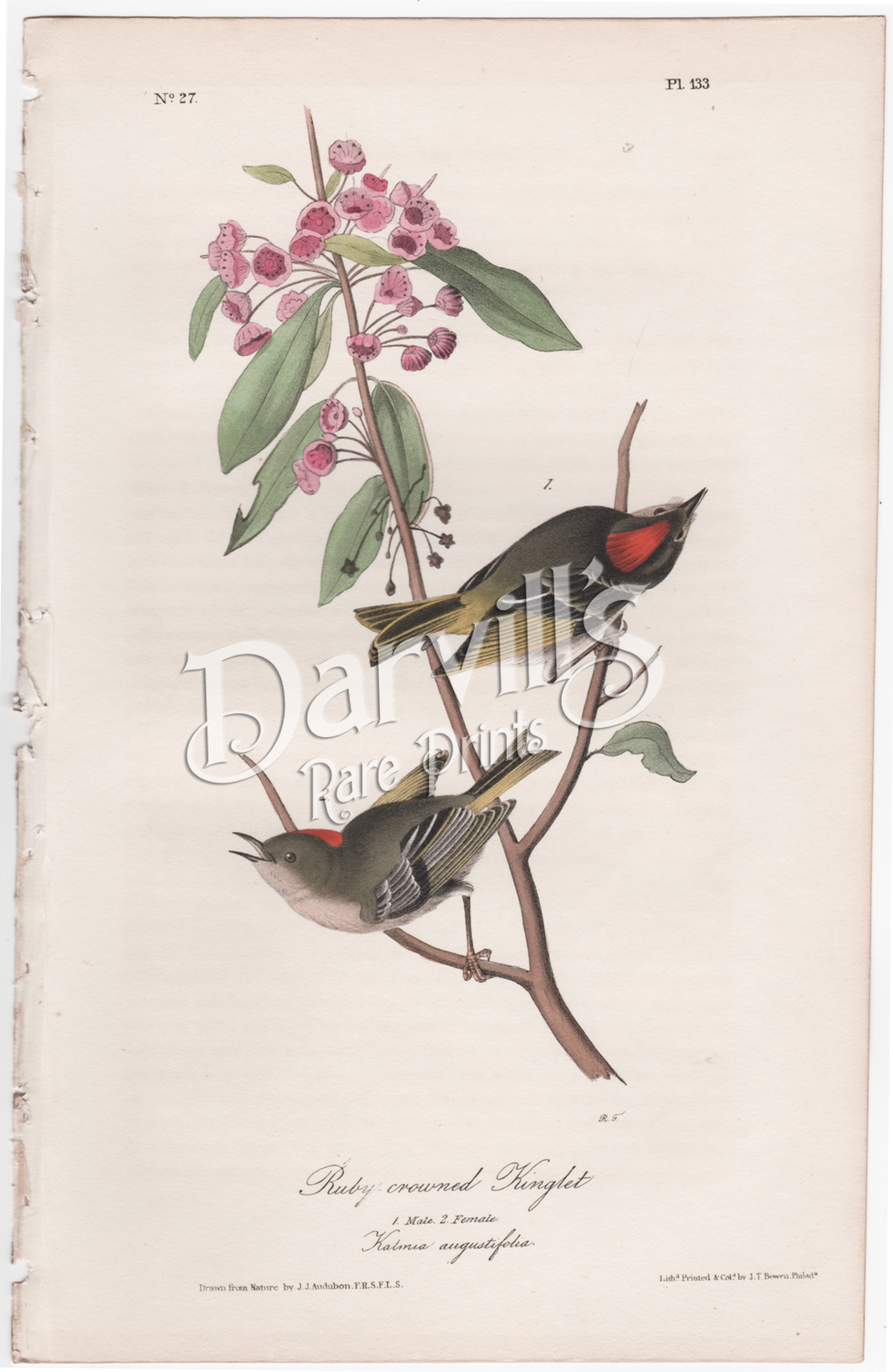 Ruby-crowned Kinglet