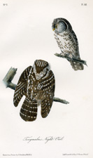 Tengmalm's Night -Owl