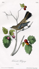 Townsend's Ptilogonys