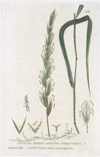 Creeping Wheat Grass