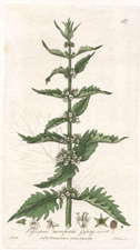 Gipsy-wort