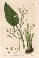 Water Plantain