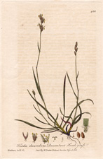 Decumbent Heath-Grass