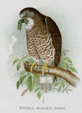 BROAD WINGED HAWK