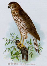 COOPERS HAWK
