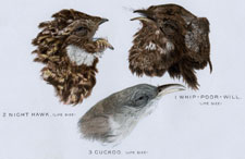NIGHT HAWK, WHIP-POOR-WILL, CUCKOO