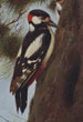 Miscellaneous Antique Bird Prints from circa 1900