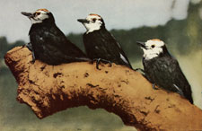 White-headed Woodpecker