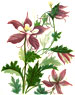 Wildflowers by Emma Homan Thayer