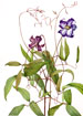 Mary Vaux Walcott's North American Wild Flowers