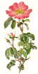 Ellen Willmott's Roses