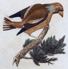 Grosbeak