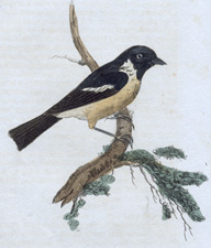 Stonechat