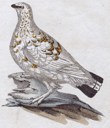 Wood Grouse