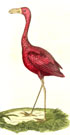Natural History of Birds by Brightly and Childs