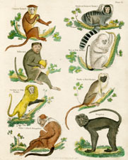 Monkeys