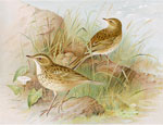 Meadow Pipit