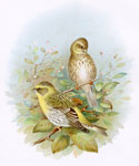 Serin Finch