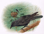 Carrion Crow