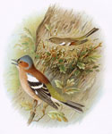 Chaffinch