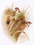 Tree Sparrow