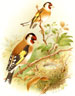 Birds of Great Britain and Ireland by Butler