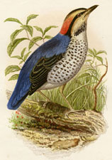 Azure Pitta