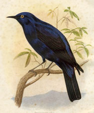 Blue Grandala