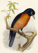 Oronoko Coracina
