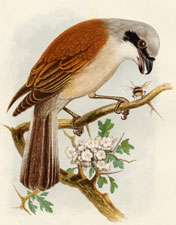 Red-backed Shrike