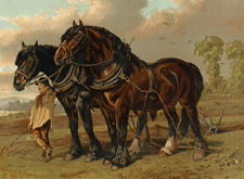 Clydesdale Stallion and Mare