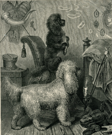 German Poodles