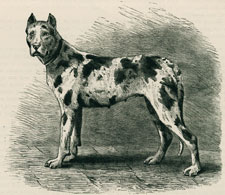 Herr Wuster's Tiger German Mastiff, 
