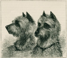 Dr. Mark's Kate and Badger [Irish Terriers]