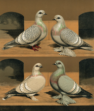 Ice Pigeons