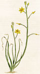 Annual Anthericum
