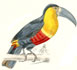 Museum of Natural History Birds by Wm Dallas