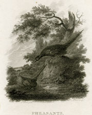 Pheasants