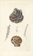COMMON SERPULA