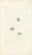 HOOKED LIMPET