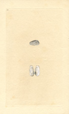 RUGGED MUSCLE [SIC] MUSSEL