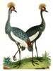 Edwards birds