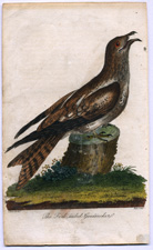 The Fork-tailed Goatsucker