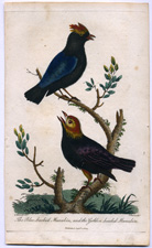 The Blue-backed Manakin, and the Golden-headed Manakin