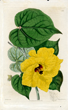 Lime-tree-leaved Hibiscus