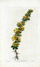 Ray-spined Berberry